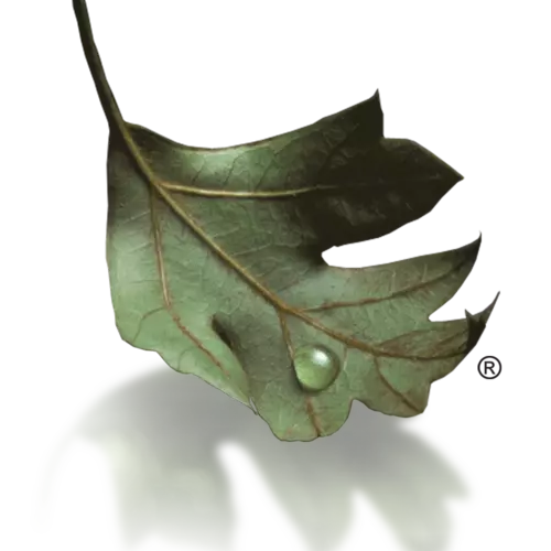 Graphic of teardrop resting on green leaf.
