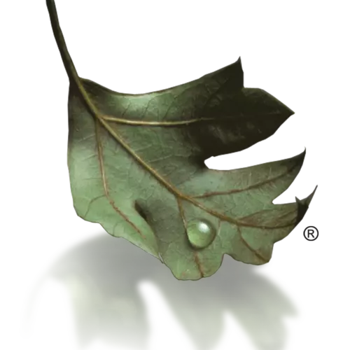 Graphic of teardrop resting on green leaf.